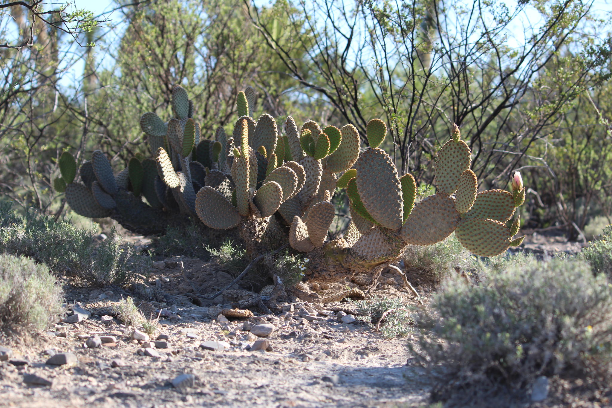 Opuntia microdasys 'microdasys'